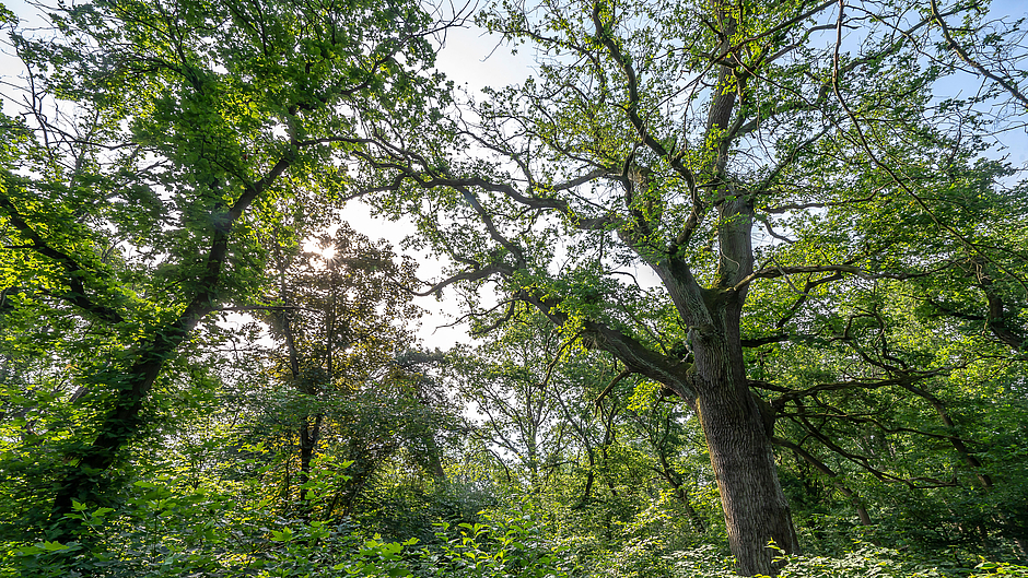 Alteichen im Wald in Schwanheim © Eckhard Krumpholz